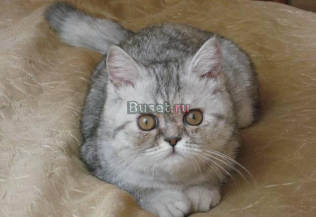Котёнок британский Тольятти