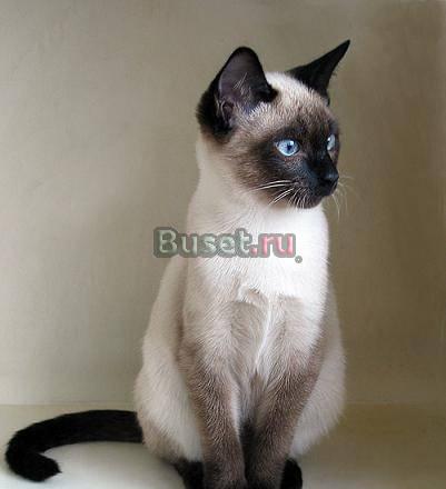Сиамские (тайские) котята Москва