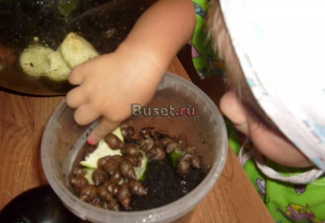 Отдам улиток Ахатинок Санкт-Петербург