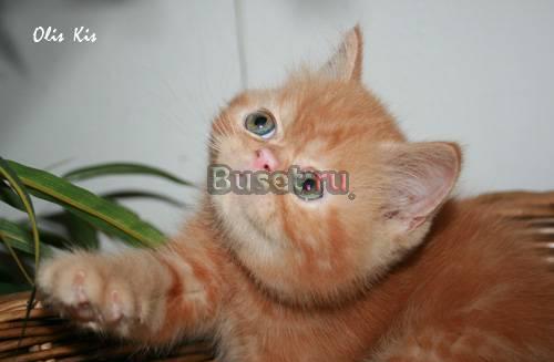 Экзотический плюшевый котик Москва