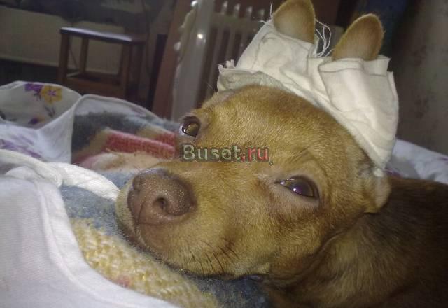 Продаётся русский той Нижневартовск