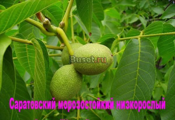 Саженцы низкорослого грецкого ореха Саратов