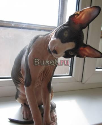 Уникальные котята породы кошек канадский сфинкс Москва
