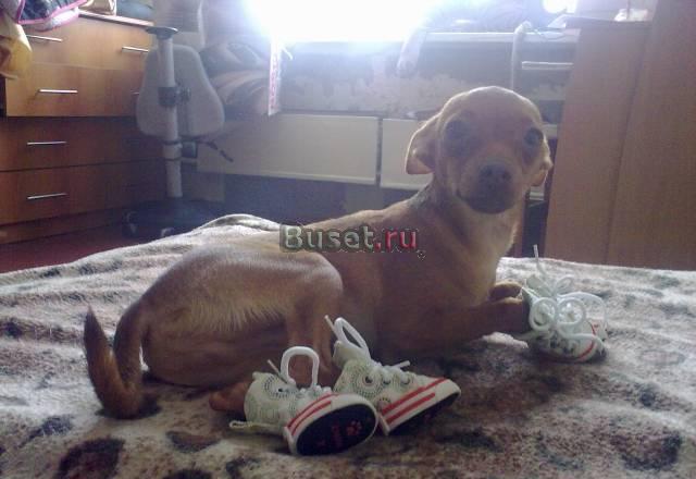 Продаётся русский той Тарко-Сале
