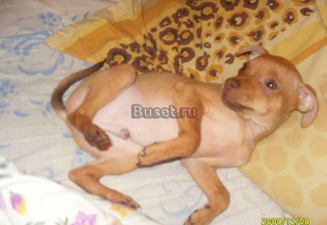 Продаётся русский той Губкинский