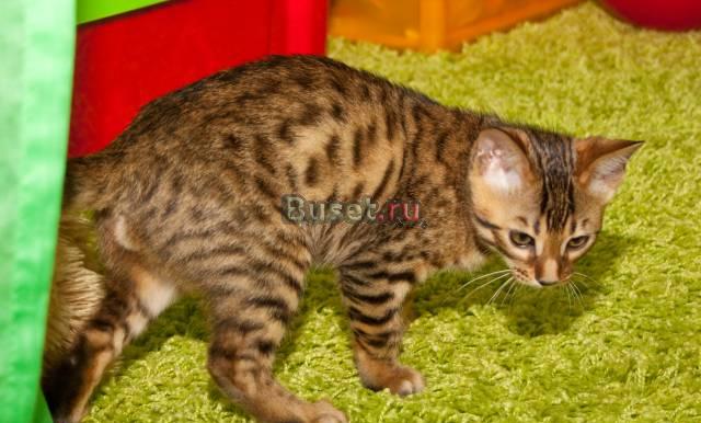 Котята бенгальской породы Новосибирск