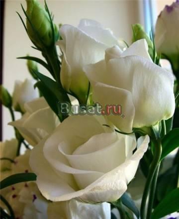 Информатика, теория вероятности, статистика Саратов