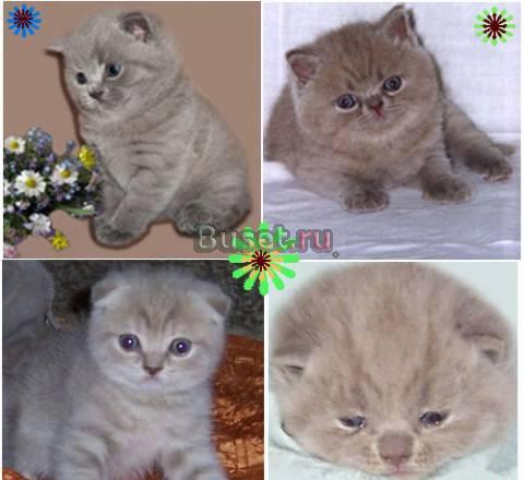 Выставка котят разных пород Москва