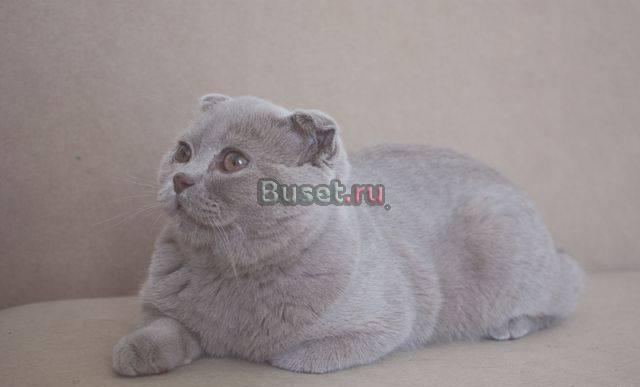 Лиловые подрощенные котики вислоухий и прямоухий Москва