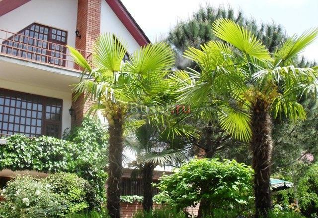 Сочи Дом на Мацесте Сочи