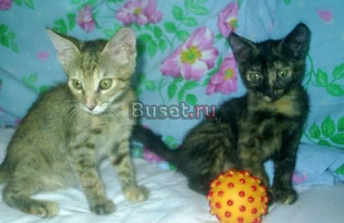 Котята. м.Сходненская Москва