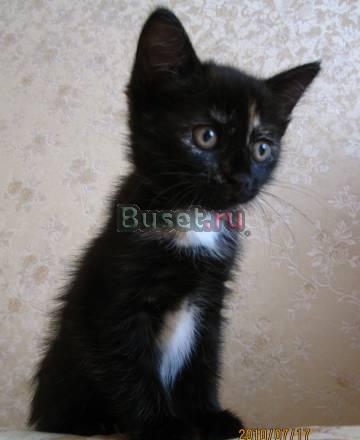 Очаровательный шустрый котёнок даром Москва
