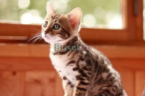 Бенгальский котенок (кошка) Москва