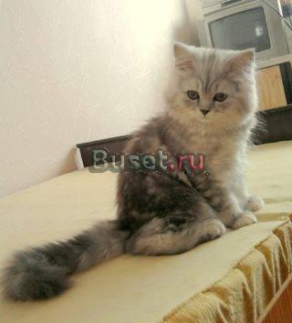 Шотландские котята Москва