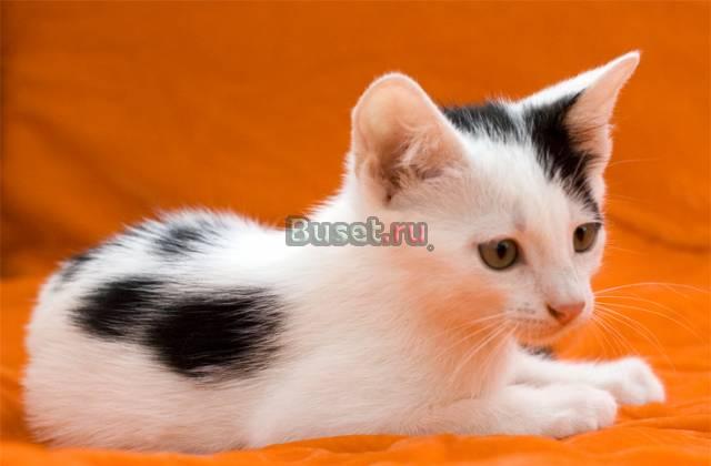 Отличные котята  хорошим людям Москва