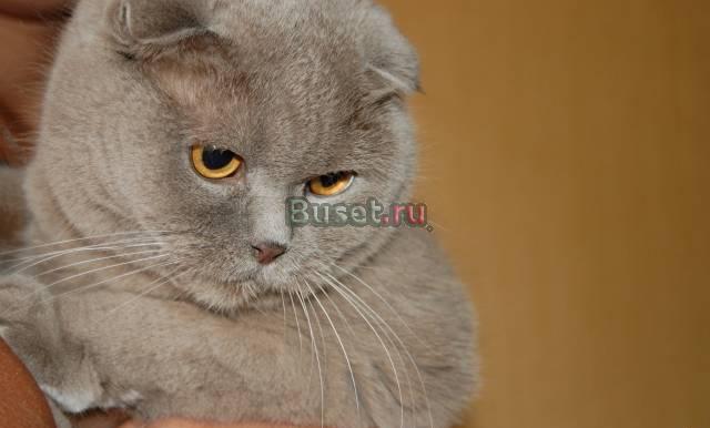 Подарю породистого кота Москва