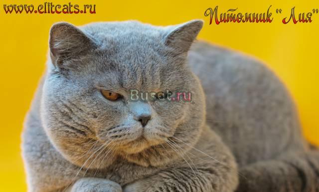 Питомник британских кошек "Лия" Москва