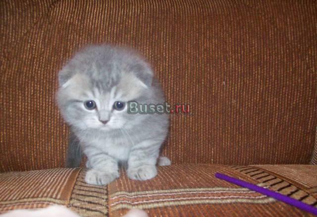 Британские и шотландские котята Москва