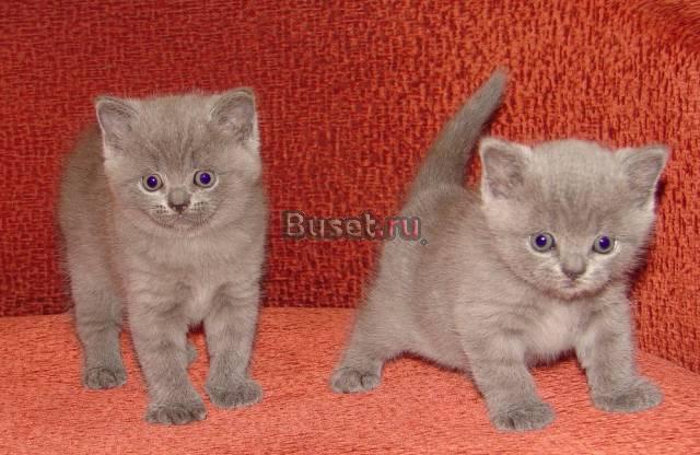 Шотландские вислоухие котята Санкт-Петербург