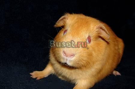 Морские свинки породы Английский Селф Москва