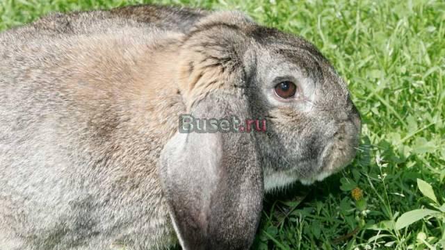 Кролики гигантских пород Пушкино