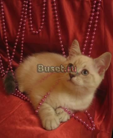 Продаютсяигривые шотландские котята Санкт-Петербург