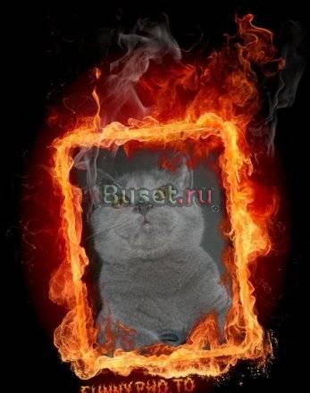 Отличные котята от шикарного папы,смотрите Москва