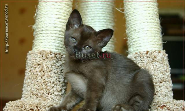 Европейская бурма котята Санкт-Петербург