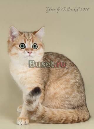 Британский котик золотая шиншилла Ульяновск