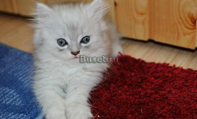 Котята персидские Москва