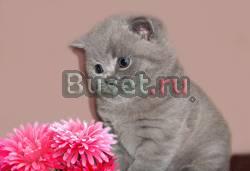 Выставка  пав 64 и продажа котят Москва