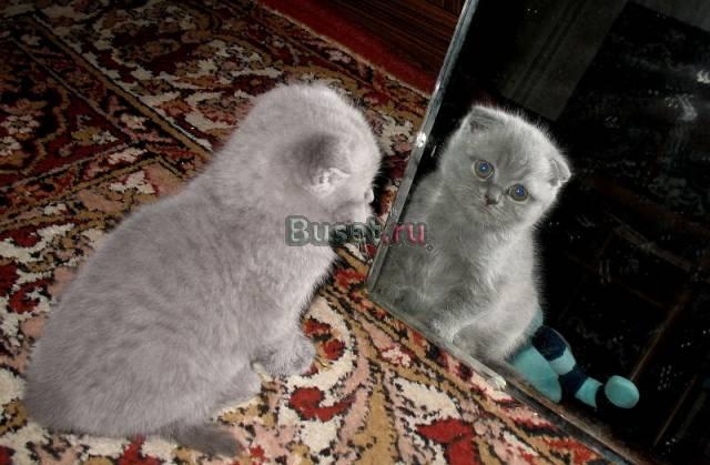 Шотландская вислоухая кошечка Москва