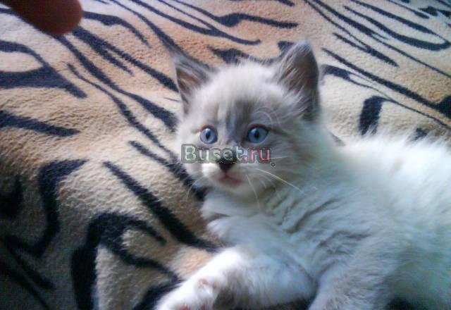 Продам котёнка Краснодар