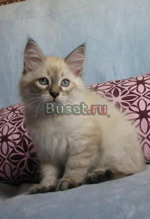 Cat-Leonardo of Neva"s Mystery n 21 33 Москва