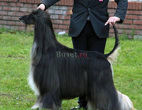 Щенки афгана от Мульти чемпиона Москва