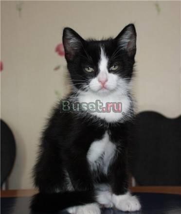 Котятки очень хотят домой Санкт-Петербург