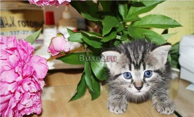 Очаровательный, очень милый и ласковый 1-мес. котё Санкт-Петербург