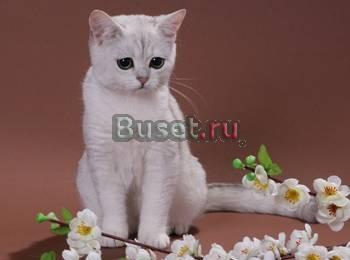 Киска шиншилла британская Омск