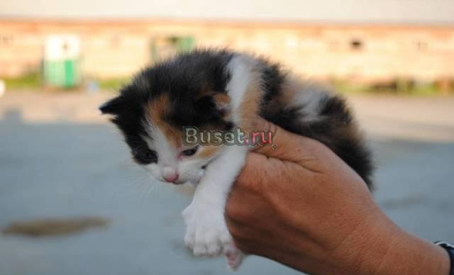 Милейшие котята ищут дом Екатеринбург