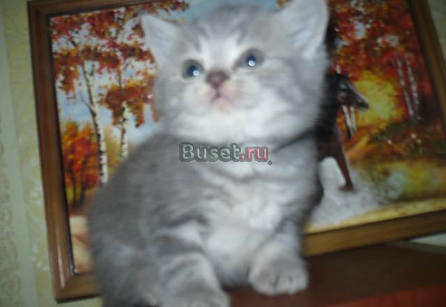 Котенок шотландский страйт.недорого мальчик Москва