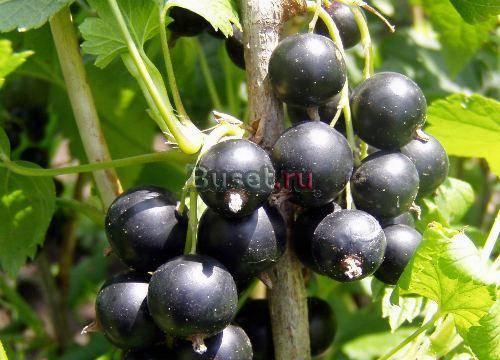 Вкуснейшая черная и красная смородина Москва