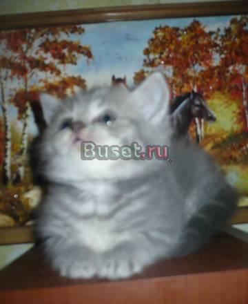 Котенок 1,5 месяца.окрас голубой мрамор Москва