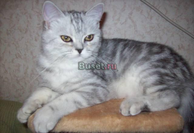 Кошечка из рекламы Вискаса Москва