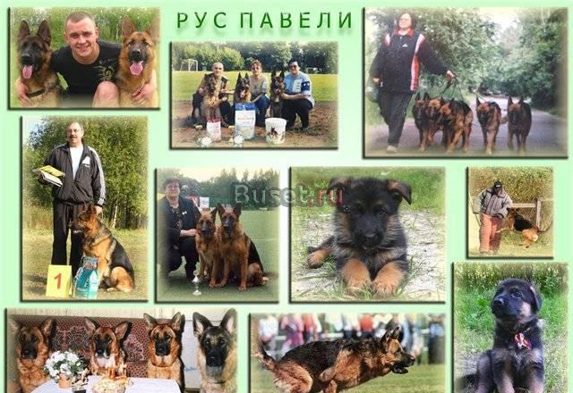 Щенки немецкой овчарки 1,5 мес Санкт-Петербург