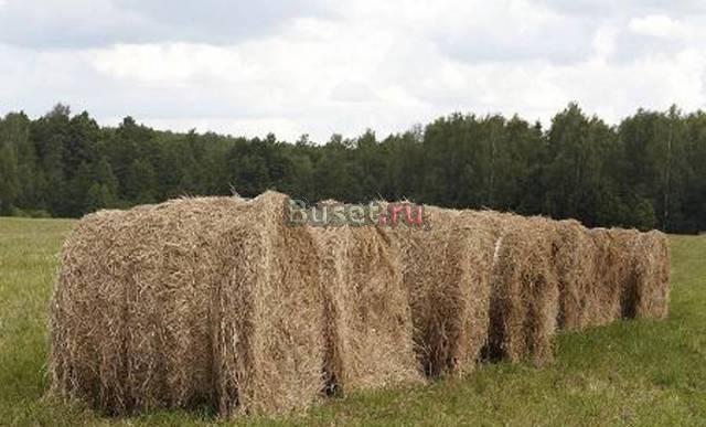 Сено 2010г.(очень хорошего качества) Истра
