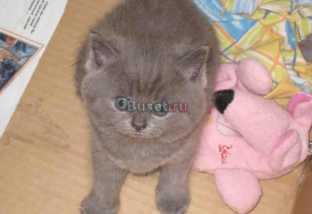 Котята шотланские скотиш-страйт Пятигорск