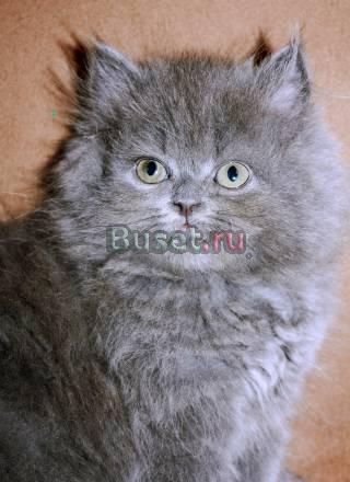 Персидский котенок Москва