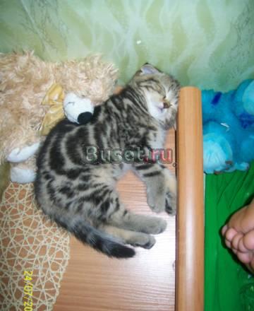 Нужна родословная на котенка Москва
