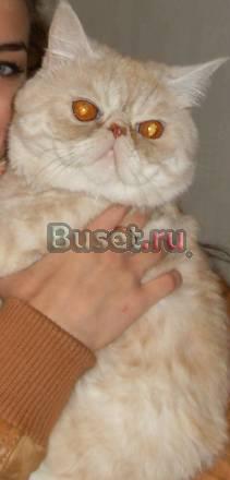 Пропал кот Тольятти