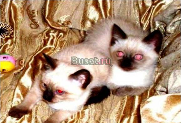 Сиамские (тайские) котята Москва